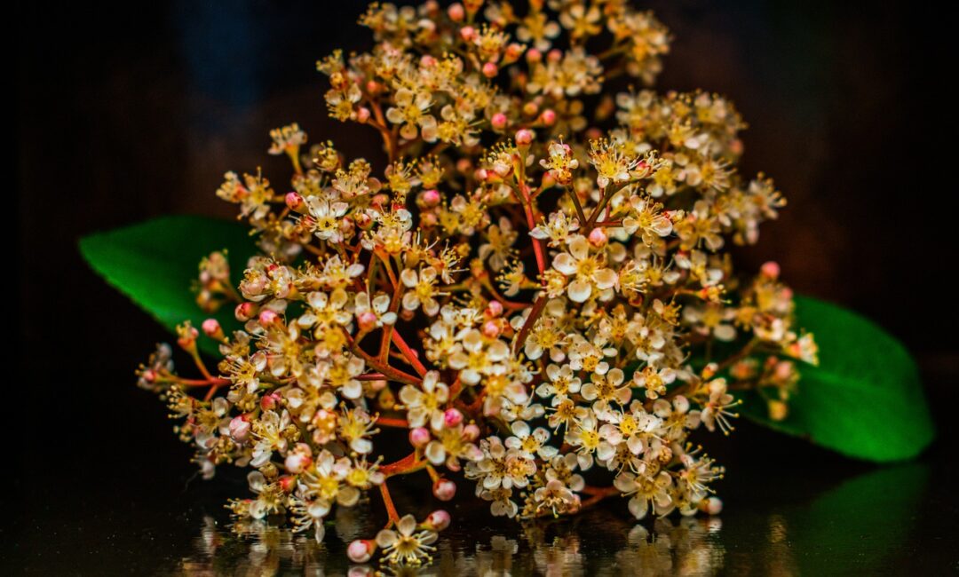 Connaître_le_meilleur_moment_pour_tailler_les_photinias
